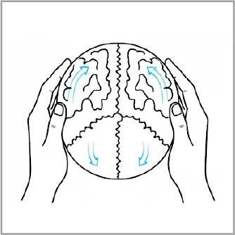 頭蓋縫合の調整